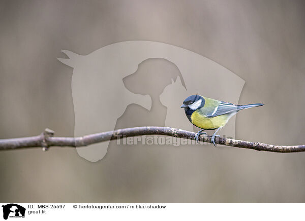 great tit / MBS-25597