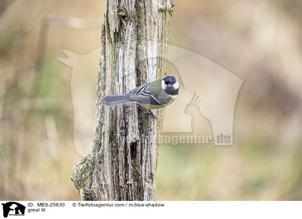 great tit / MBS-25630