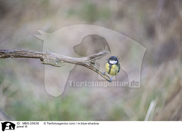 great tit / MBS-25636