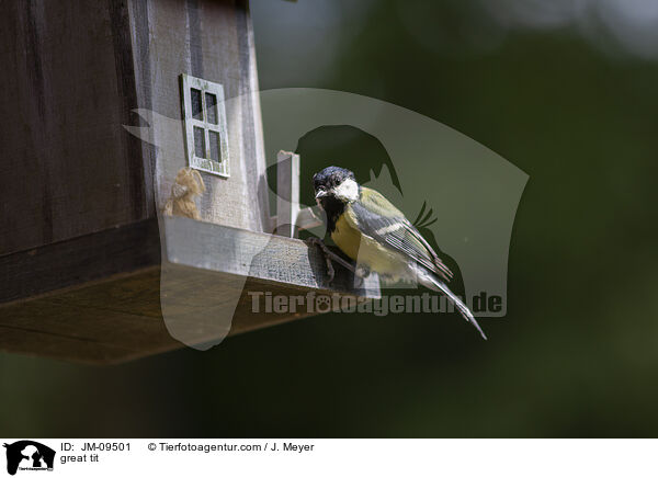 great tit / JM-09501