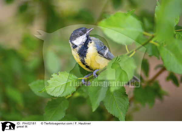great tit / FH-02181