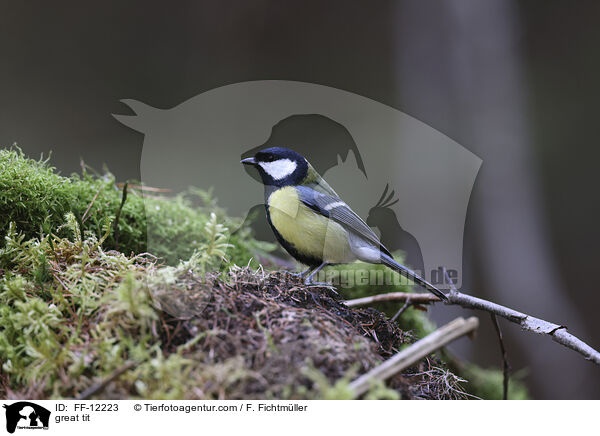 great tit / FF-12223