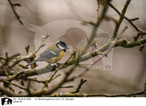 great tit / SVS-01499