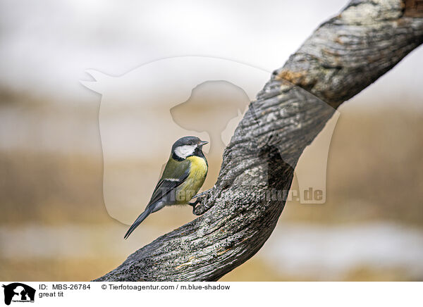great tit / MBS-26784