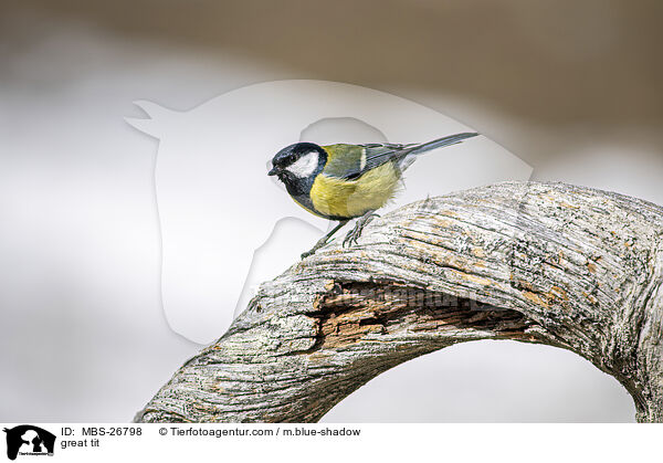 great tit / MBS-26798