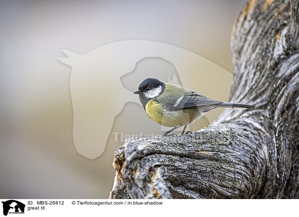 great tit / MBS-26812