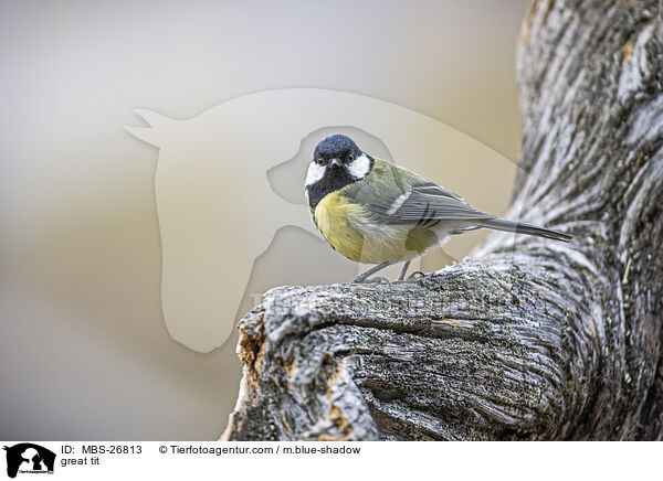 great tit / MBS-26813