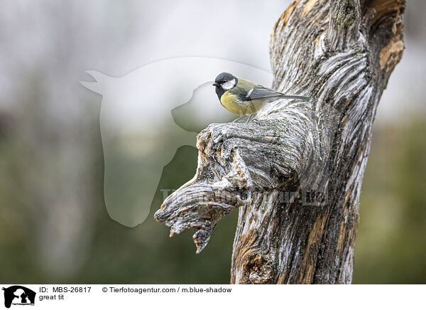 great tit / MBS-26817