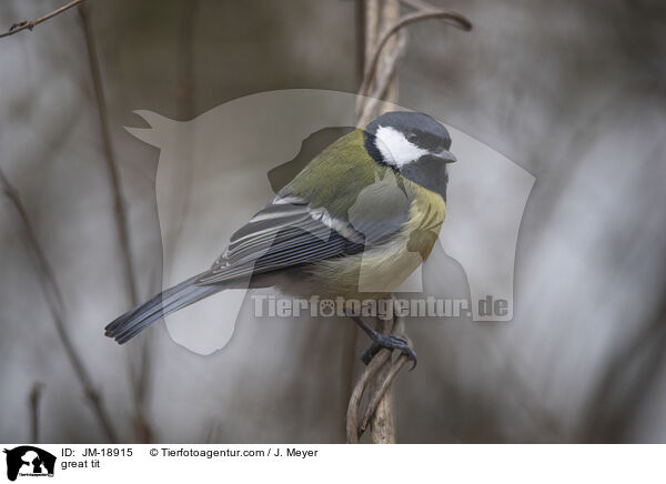 great tit / JM-18915