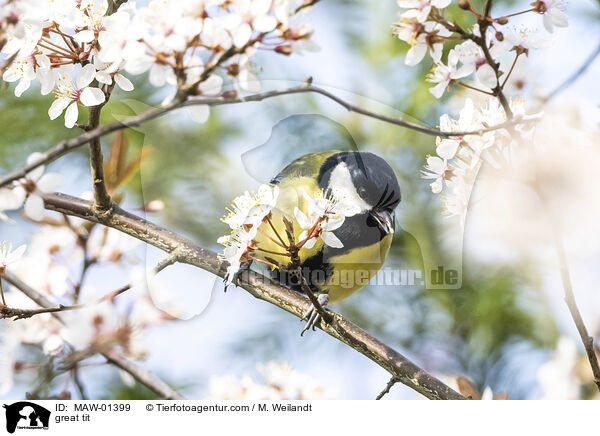 Kohlmeise / great tit / MAW-01399