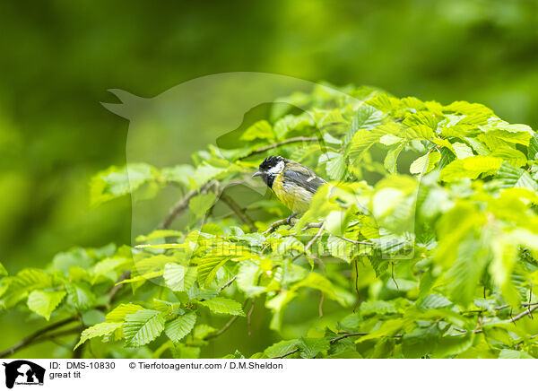 great tit / DMS-10830