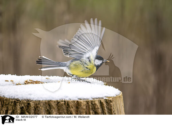 black tit / MAW-02077