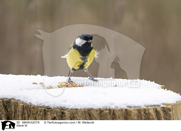 Kohlmeise / black tit / MAW-02079