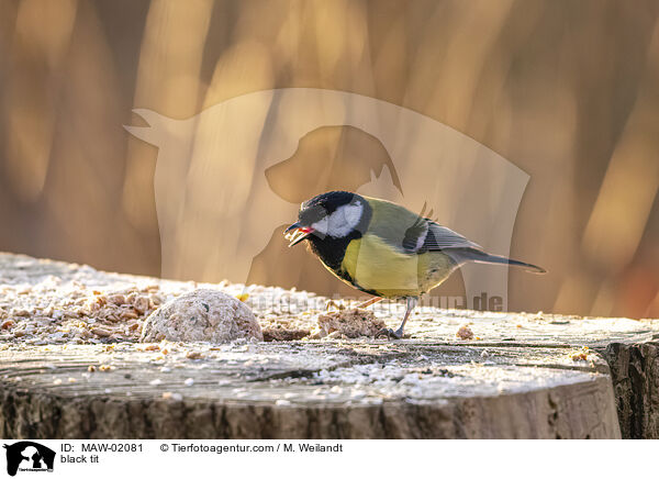 Kohlmeise / black tit / MAW-02081