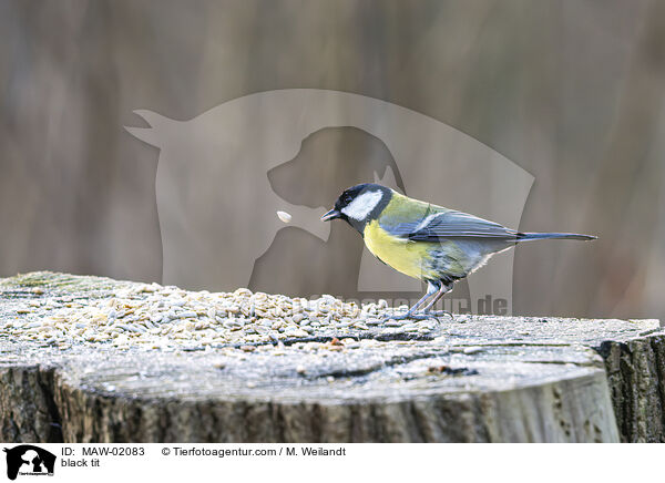 Kohlmeise / black tit / MAW-02083