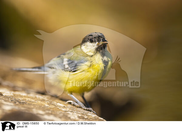 Kohlmeise / great tit / DMS-15850
