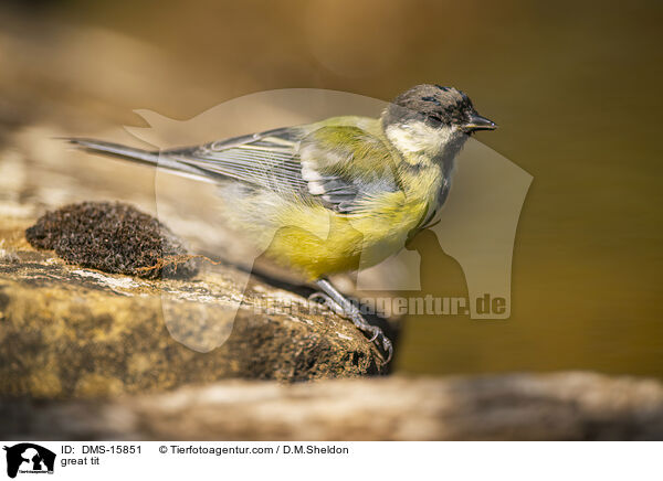 Kohlmeise / great tit / DMS-15851
