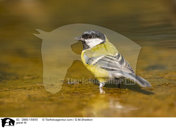 great tit / DMS-15855