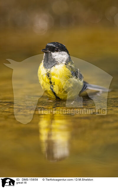 great tit / DMS-15858