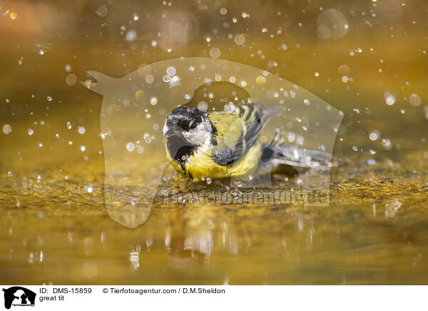 great tit / DMS-15859