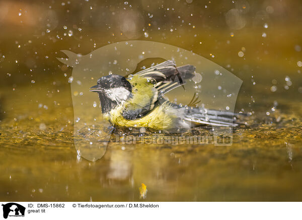 great tit / DMS-15862