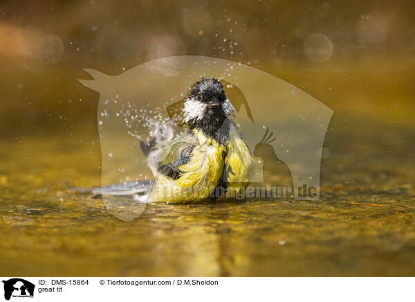 great tit / DMS-15864