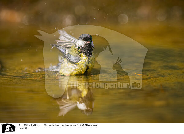 great tit / DMS-15865
