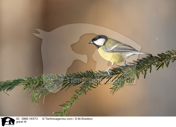 great tit / DMS-16573