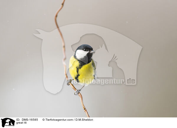 Kohlmeise / great tit / DMS-16585
