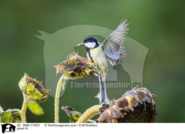 Kohlmeise / great tit / DMS-17623