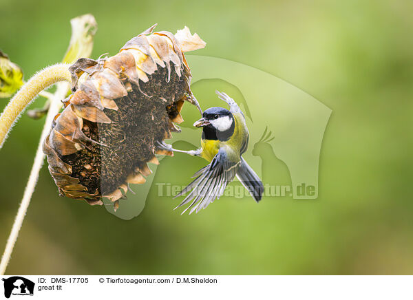 Kohlmeise / great tit / DMS-17705