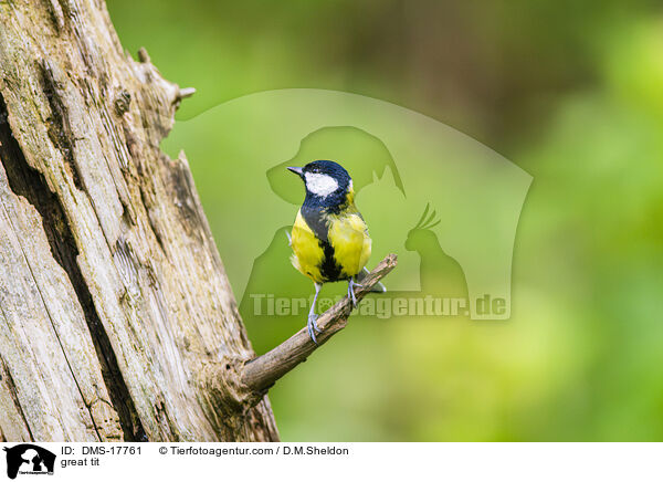 Kohlmeise / great tit / DMS-17761