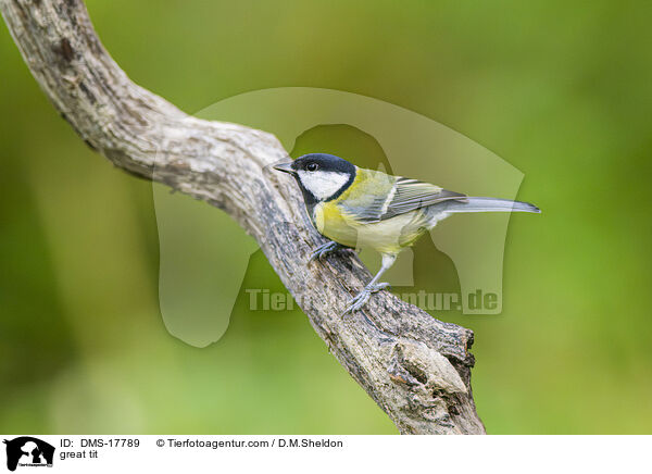 Kohlmeise / great tit / DMS-17789