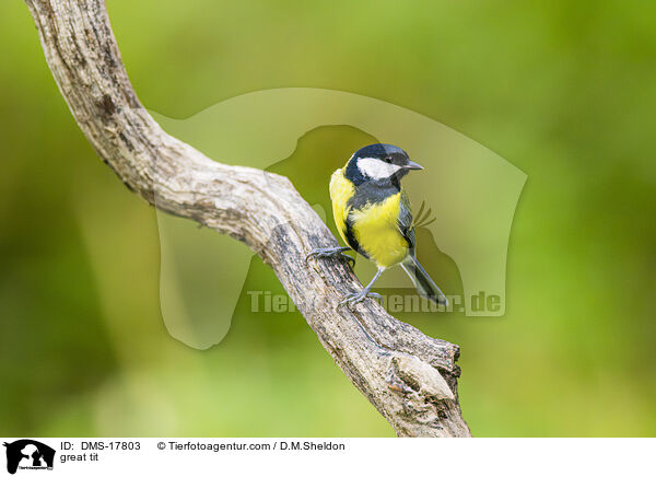 Kohlmeise / great tit / DMS-17803