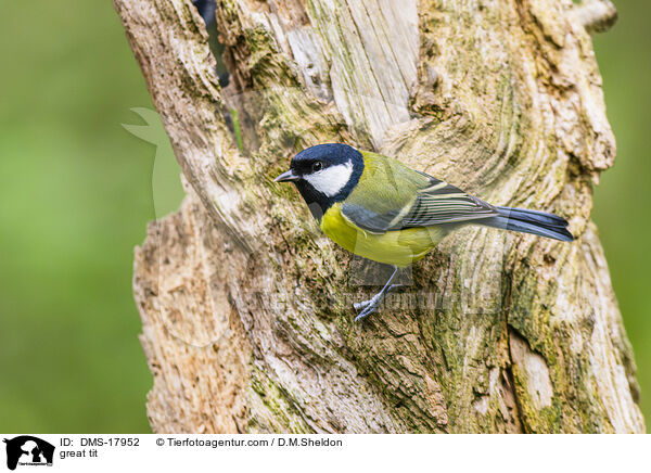 Kohlmeise / great tit / DMS-17952