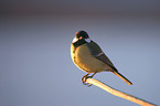 Great Tit