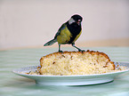 eating great tit