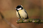 great tit