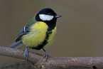 great tit