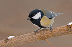 great tit