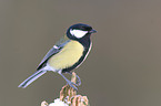 great tit