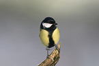 great tit