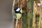 great tit