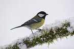 great tit