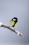 great tit