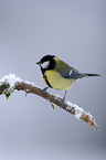 great tit