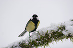 great tit