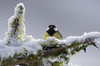 great tit