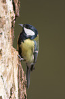 great tit