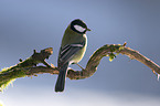 great tit